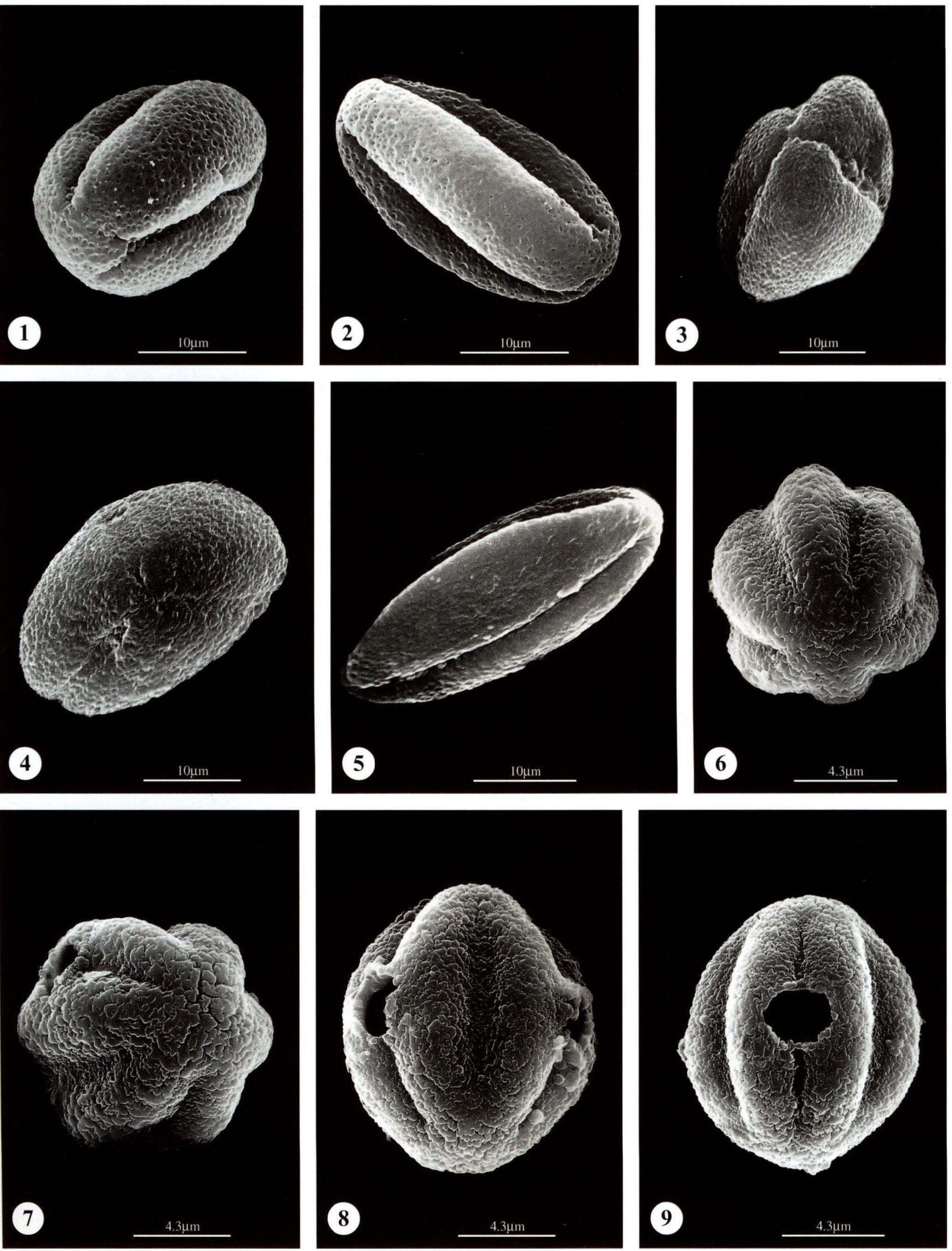 图版37 金丝桃科 Hypericaceae；使君子科 Combretaceae